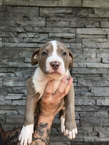 American Bully XL TOP Bloodline - 4