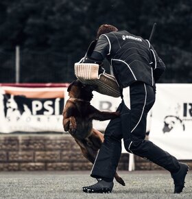 Belgický ovčák 8 týdnů starý kluk s PP ihned k odběru - 4