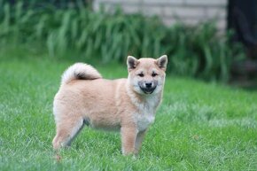 Shiba inu (shiba ) s  PP - 4