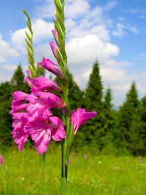 Mečík střechovitý -Gladiolus imbricatus   500 sem. 50 Kč - 4