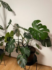 Monstera deliciosa - 4