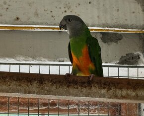 Papoušek senegalský - 4