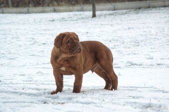 Bordeauxská doga, Dogue de Bordeaux, Bordo doga - 4