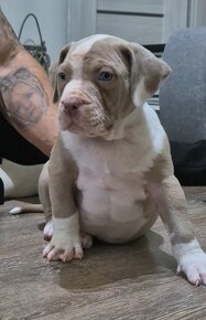 American bully xl - 4