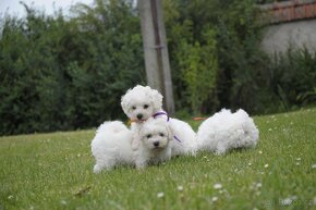 BICHON FRISE - BIŠONEK  s PP - 4