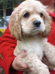 Americký kokršpaněl-štěňátko-fenka/ American cocker spaniel - 4