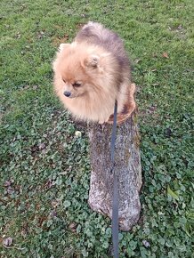 Pomeranian - 4