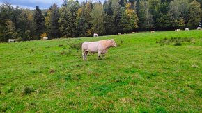 Prodám plemenného býka Charolais - 4