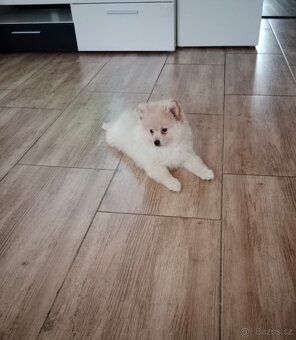 Pomeranian/ Pomerian - Špic malý - 4