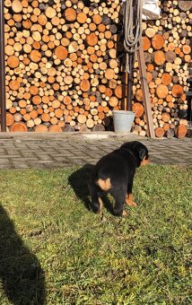 Štěňata Rottweilera - 4