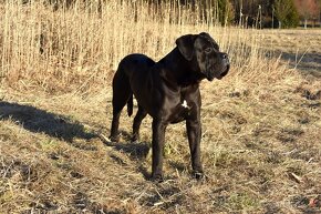 Cane Corso štěňátka s FCI PP - přátelská cena - 4