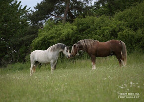 Welsh mountain pony, sekce A - 4