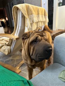 Šteniatka sharpei, sarpej, Shar-pei - 4