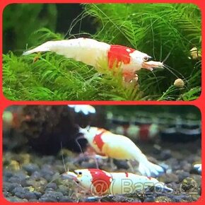 Krevetky Caridina PRL z farmy SMN Taiwan - 4