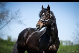 Quarter horse,QH AQH hřebec 7 panel N/N aqha/apha - 4