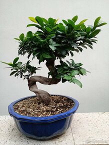 Fíkovník maloplodý bonsai - 4