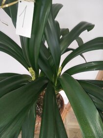 Monstera a  Klivie - Clivie - 4