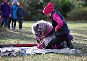 Jedinečný minihorse valášek - 4