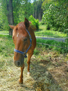 Hodná kobylka, 6 let: CAT ACRES TR - 4