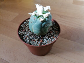 Kaktusy sbírka 5 kaktusů Astrophytum a Lophophora - 4