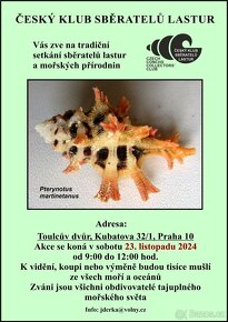 Conus circumcisus - 4