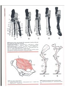 Morfologie hospodářských zvířat v PDF - 4