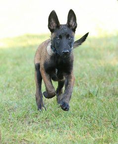 Belgický ovcák Malinois pejsek - 4