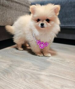 Pomeranian - 4