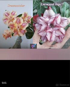 semena adenium obesum - 4