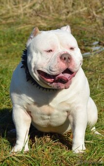 American Bully s PP ABKC - 4