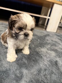 Shih-tzu s PP, Shih tzu, Shi tzu, Shi-tsu si tzu si cu - 4