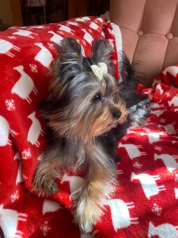 Mini Yorkshire Terrier - 4