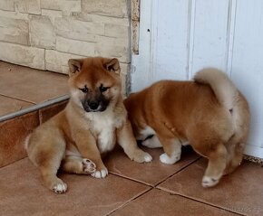 Shiba inu - 4