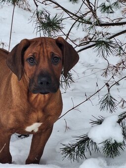 Rhodesian Ridgeback/rhodéský ridgeback - 4