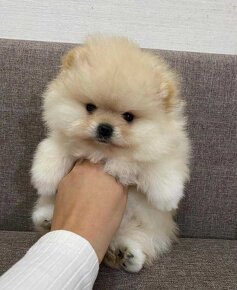 Pomeranian mini - 4