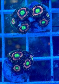 Morske koraly pre začiatočníkov - 4