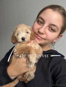 MALTIPOO F1 FENKA FEMALE GIRL CARAMEL - 4