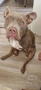 American bully poket bez PP - 4