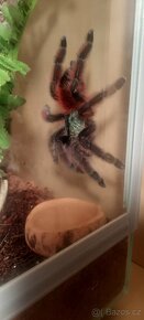 Caribena (ex. Avicularia) Versicolor - 4