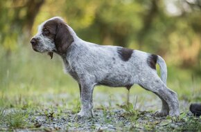 Italský spinone - 4