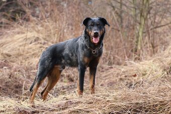 Beauceron s PP - 4