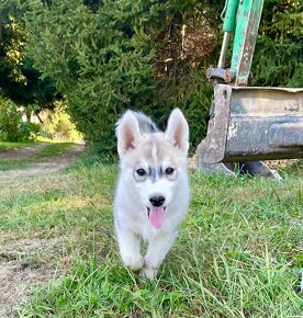 Štěně Sibiřský husky s PP - 4