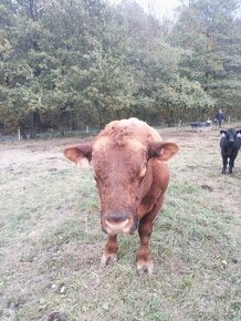 Red angus aberdeen - 4