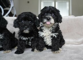 Maltipoo, Maltézák,Pudl toy. - 4