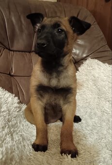 Belgický ovčák malinois - štěňata - 4