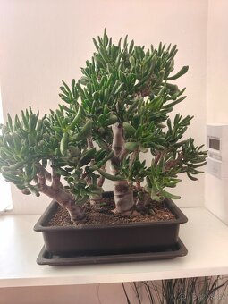 Tlustice Shrekovi ucho Bonsai lesík - 4