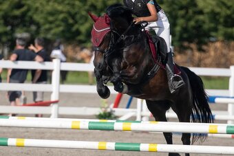 Welsh cob D, sportovní pony - 4