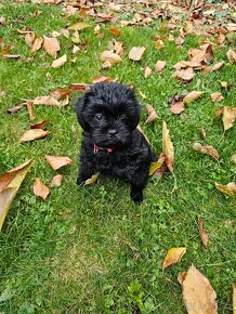 Šteniatka opičí pinč s PP, affenpinscher - 4