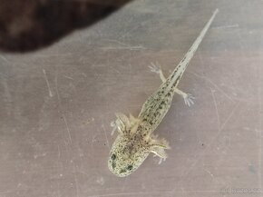 Axolotl mexický - Ambystoma mexicanum - 4