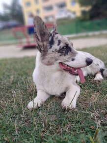 WELSH CORGI CARDIGAN - 4